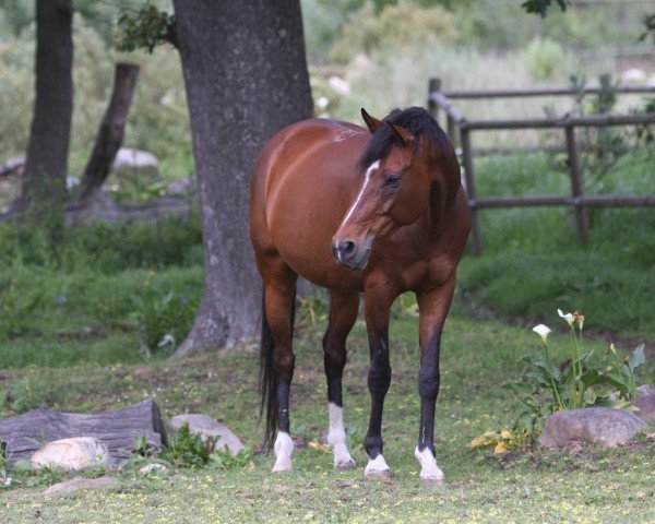 broodmare Steinway's Watermark (South African Warmblood, 1999, from Wunderbar)