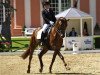 horse Flamenco Girl (Hanoverian, 2003, from Fielmann)