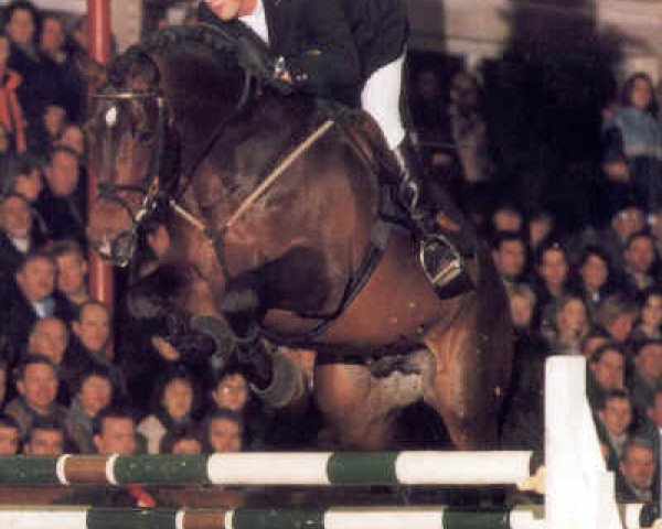 stallion Landcapitol (Holsteiner, 1994, from Landadel)