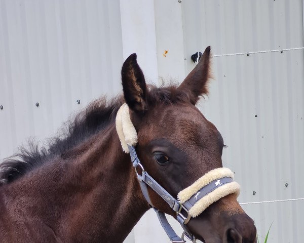 dressage horse Perle de noir Hj (Holsteiner, 2022, from Fidano)