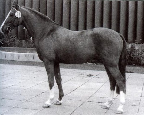 horse Burstye Orpheus (Nederlands Welsh Ridepony, 1975, from Oakley (C) Bubbling Spring)