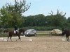 dressage horse Dublin 205 (Westphalian, 2007, from Dark Fire)