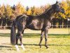stallion Ginsberg (Hanoverian, 1994, from Graf Grannus)