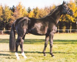 stallion Ginsberg (Hanoverian, 1994, from Graf Grannus)