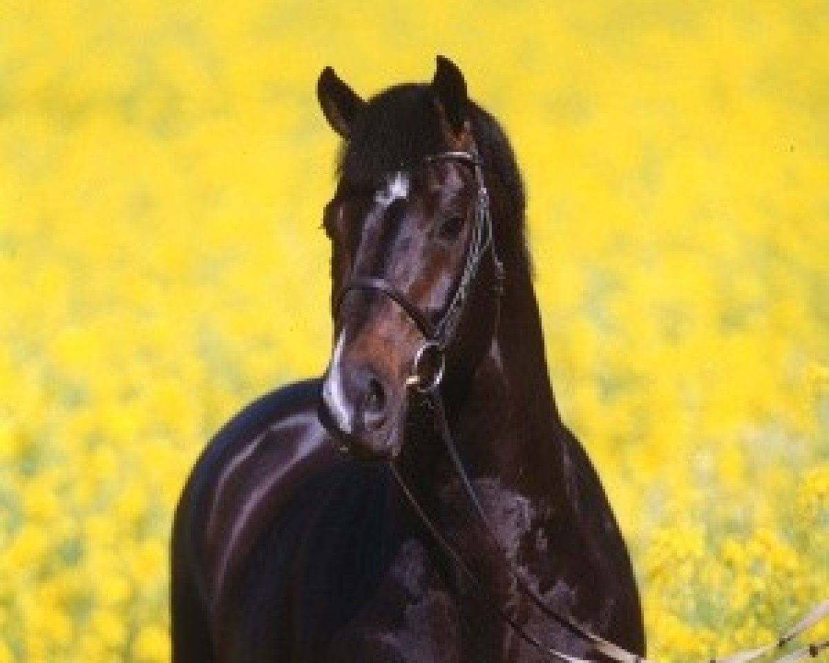 Deckhengst Lorentin I (Holsteiner, 1992, von Loutano)