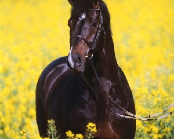 stallion Lorentin I (Holsteiner, 1992, from Loutano)