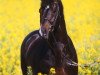 dressage horse Lorentin I (Holsteiner, 1992, from Loutano)