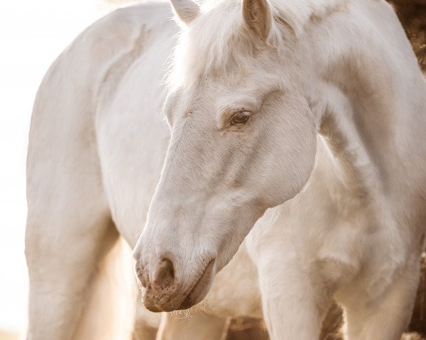 horse Ben (Camargue horse, 1998, from Hoggar de Gageron)