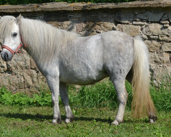 broodmare Ulricke vom Eichengrund (Shetland pony (under 87 cm), 2007, from Indurian of Sportview)