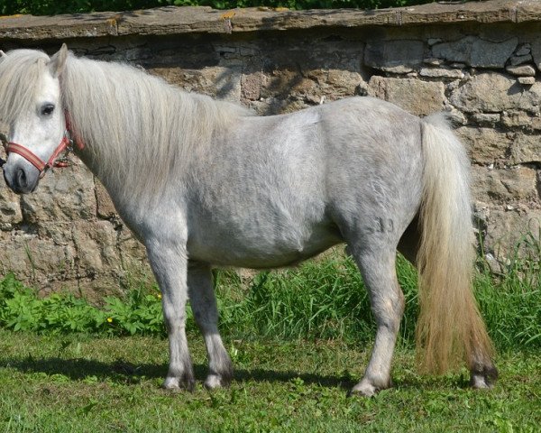 Zuchtstute Ulricke vom Eichengrund (Shetland Pony (unter 87 cm), 2007, von Indurian of Sportview)