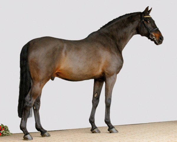 stallion Lasino (Holsteiner, 1991, from Landgraf I)