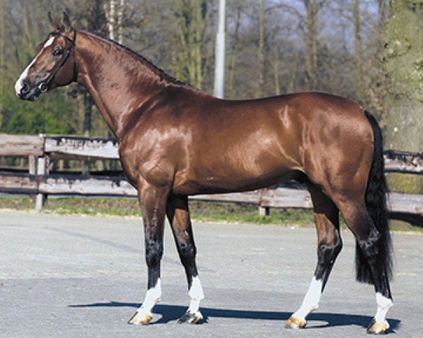 Pferd Lupicor (Koninklijk Warmbloed Paardenstamboek Nederland (KWPN), 1995, von Lux Z)
