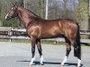 stallion Lupicor (KWPN (Royal Dutch Sporthorse), 1995, from Lux Z)