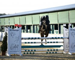 Springpferd Castellionis Starlight (Deutsches Reitpony, 2009, von Stakkato's Highlight)