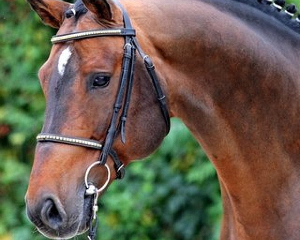 stallion Amantus (Holsteiner, 1997, from Acord II)