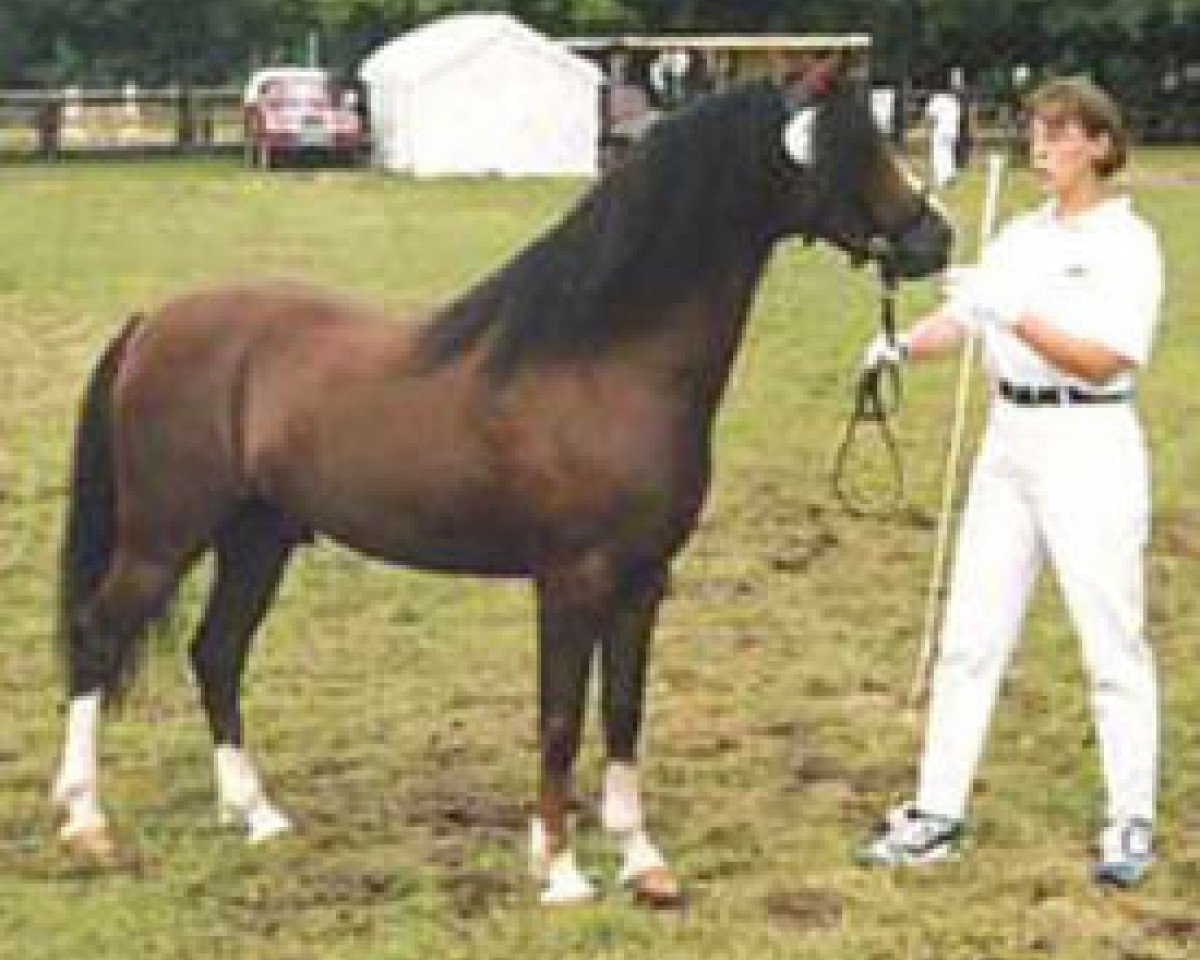 Deckhengst Blue Stone Swing Boy (Welsh Pony (Sek.B), 1991, von Rock Grey Snob)