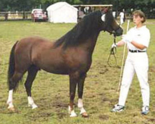 stallion Blue Stone Swing Boy (Welsh-Pony (Section B), 1991, from Rock Grey Snob)
