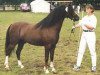 Deckhengst Blue Stone Swing Boy (Welsh Pony (Sek.B), 1991, von Rock Grey Snob)