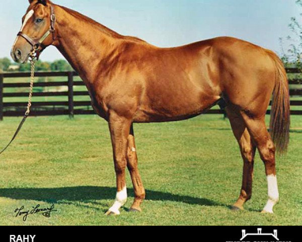 stallion Rahy xx (Thoroughbred, 1985, from Blushing Groom xx)