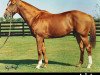 stallion Rahy xx (Thoroughbred, 1985, from Blushing Groom xx)