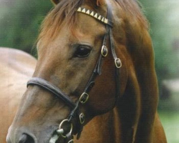 Pferd Acatenango xx (Englisches Vollblut, 1982, von Surumu xx)