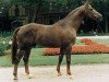 stallion Fleurop (Westphalian, 1990, from Florestan I)