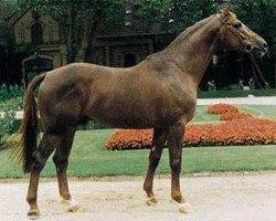 stallion Fleurop (Westphalian, 1990, from Florestan I)