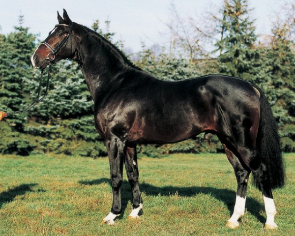 horse Don Bosco (Hanoverian, 1993, from Donnerhall)