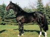 stallion Don Bosco (Hanoverian, 1993, from Donnerhall)