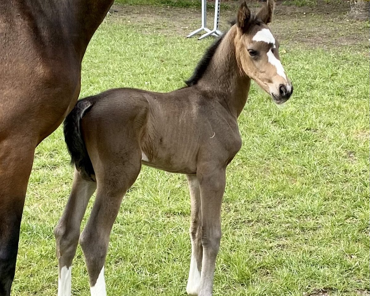 Dressurpferd Stute von My Blue Hors Santiano (Oldenburger, 2022, von Santiano)