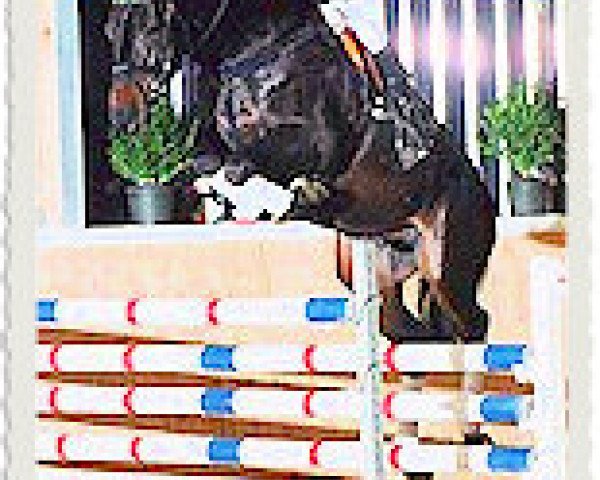 stallion Carnaby GL (Holsteiner, 1987, from Caribo GL)
