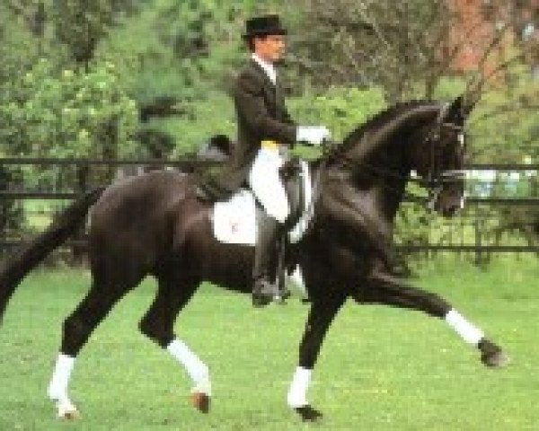 stallion Donnerschwee (Oldenburg, 1988, from Donnerhall)