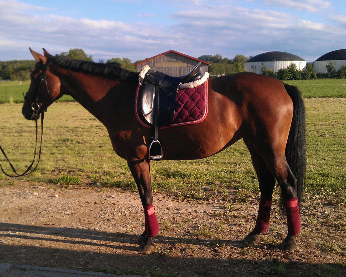 jumper Caramia 37 (Bavarian, 2006, from Cellini 8)