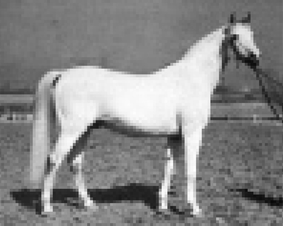 stallion Gwarny ox (Arabian purebred, 1953, from Amurath Sahib 1932 ox)