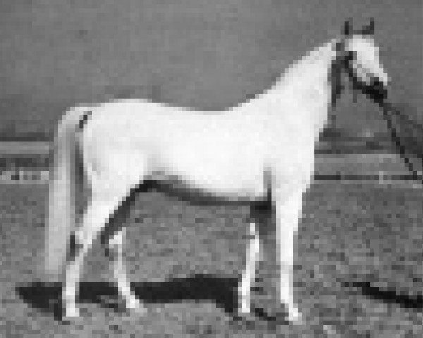 Deckhengst Gwarny ox (Vollblutaraber, 1953, von Amurath Sahib 1932 ox)