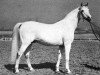 Deckhengst Gwarny ox (Vollblutaraber, 1953, von Amurath Sahib 1932 ox)