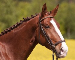 dressage horse Enzo (Westphalian, 2008, from Estobar NRW)