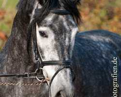 stallion Muppet Mc Murphy (German Warmblood, 2007, from Disidente)