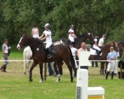 horse Lloyd of Kenia (Oldenburg show jumper, 2002, from Levantos I)