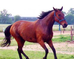 broodmare Miraceti (Hanoverian, 1998, from Magnum)