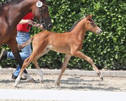 dressage horse Hengst von Cosmopolitan (German Riding Pony, 2022, from Cosmopolitan NRW)