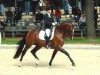 dressage horse Aljour 2 (Holsteiner, 2002, from Aljano)