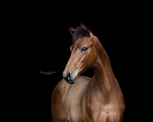 dressage horse Stute von Va Bene / Ampere (Holsteiner, 2022, from DSP VA Bene)