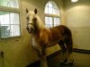 stallion Ecco 46 (Saxon-Thuringian Draughthorse, 2000, from Erik)