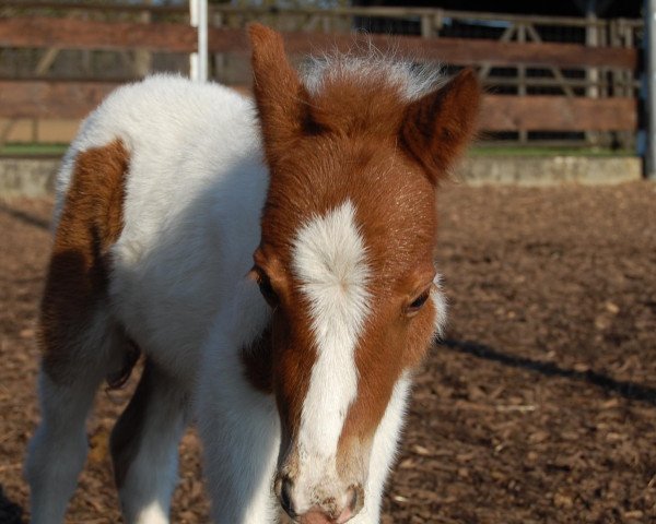 horse Amanda (Shetland Pony, 2012, from Laous)