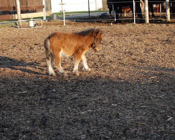 horse Aragon (Shetland Pony, 2012, from Laous)