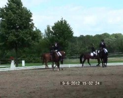 dressage horse Apikatchu (Oldenburg, 1997, from Alesi)