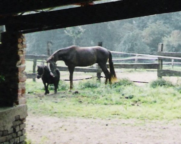 Dressurpferd Richmond 28 (Westfale, 2003, von Rubiloh)