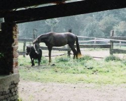 dressage horse Richmond 28 (Westphalian, 2003, from Rubiloh)