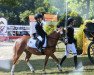 dressage horse Ruja's Ragonda (Welsh mountain pony (SEK.A), 2018, from Rotan's Camelot)